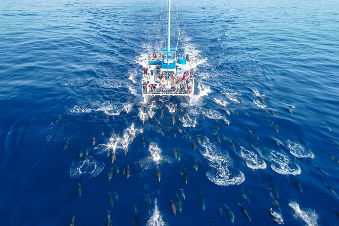 Dana Point Dolphin and Whale Watching with Underwater Viewing - The harbor is part of the wildlife search