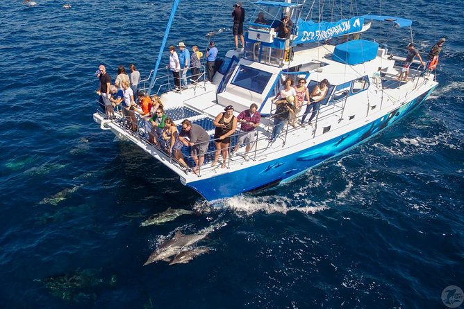 Dana Point Dolphin and Whale Watching with Underwater Viewing - Whales require patience and luck