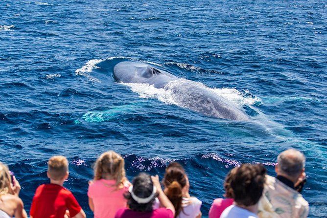 Dana Point Dolphin and Whale Watching with Underwater Viewing - The naturalist makes the open water worthwhile