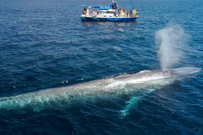 Dana Point Dolphin and Whale Watching with Underwater Viewing - Underwater viewing on Manute’a