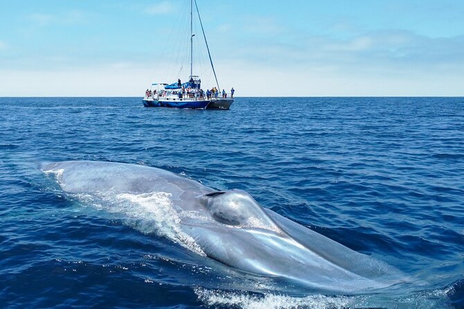 Dana Point Dolphin and Whale Watching with Underwater Viewing - Dolphins usually provide the action