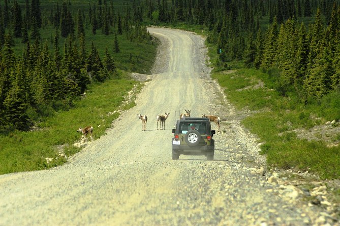 Denali Highway Jeep Excursion - Is $220.99 a fair price?