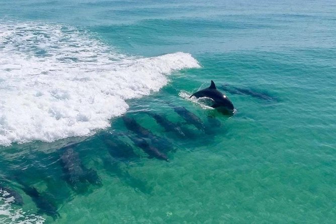 Destin Dolphin Cruise - Key points before you book