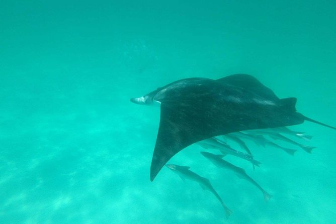 Destin Dolphin Cruise - What the Destin dolphin cruise is really like