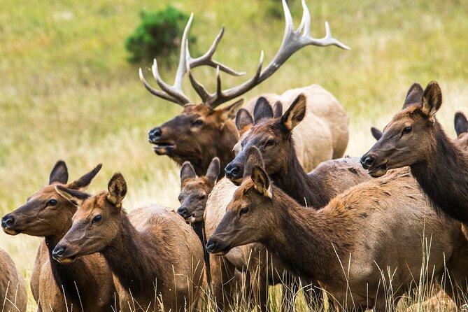 Discover Rocky Mountain National Park - The guide makes or breaks a long day