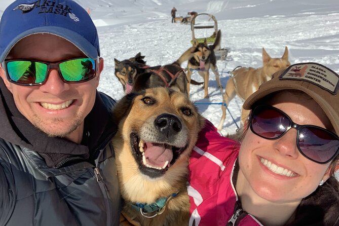 Dog Sledding Adventure in Willow, Alaska - Meeting the kennel’s working dogs