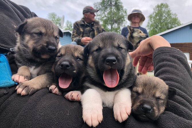 Dog Sledding Adventure in Willow, Alaska - Cold-weather comfort: what you should wear