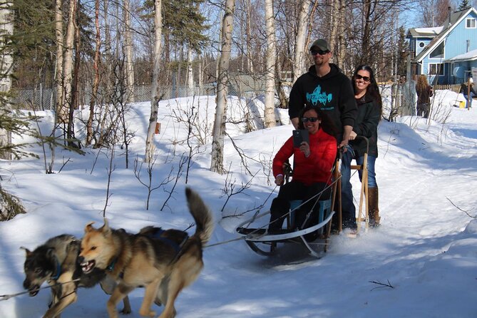 Dog Sledding Adventure in Willow, Alaska - Who will enjoy this most