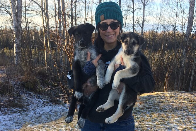 Dog Sledding Adventure in Willow, Alaska - The authentic Alaska factor
