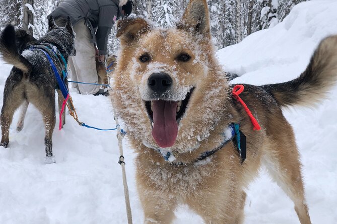Dog Sledding Adventure in Willow, Alaska - Harnessing the team and learning the basics