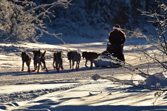 Dog Sledding and Mushing Experience in North Pole - Meeting Alaskan Huskies at Rod’s Alaskan Guide Service