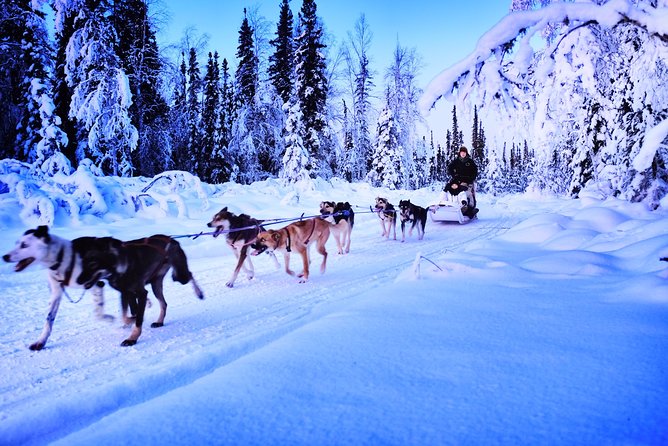 Dog Sledding and Mushing Experience in North Pole - What the mushing commentary adds