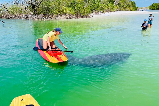 Dolphin and Manatee Adventure Tour of Fort Myers - Key points at a glance
