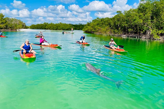 Dolphin and Manatee Adventure Tour of Fort Myers - What this Fort Myers paddleboard tour is really like