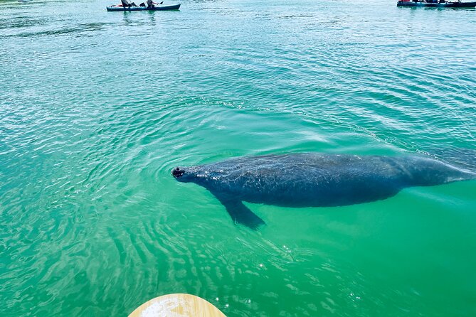 Dolphin and Manatee Adventure Tour of Fort Myers - Who will enjoy this most