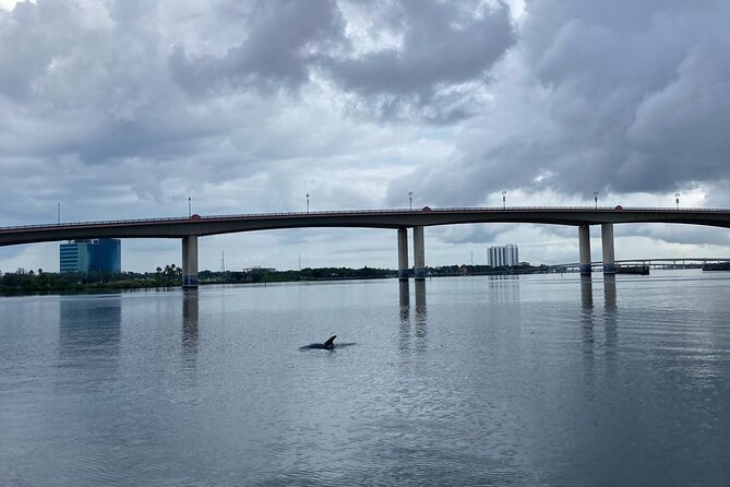 Dolphin and Manatee Stand Up Paddleboard Tour in Daytona Beach - Why the early morning slots make sense