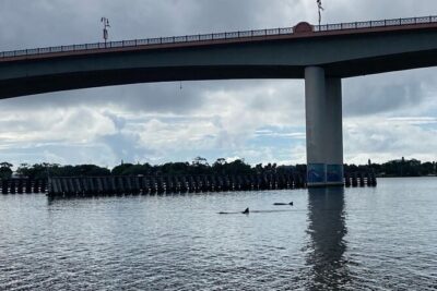 Dolphin and Manatee Stand Up Paddleboard Tour in Daytona Beach