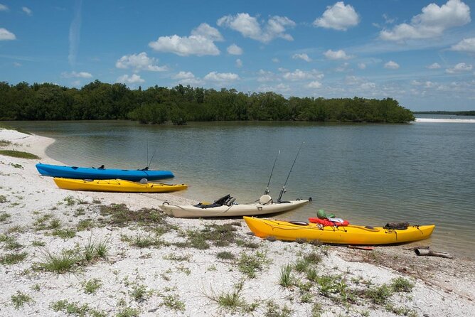 Dolphin and Shelling Cruise for up to 12 people - Key points at a glance