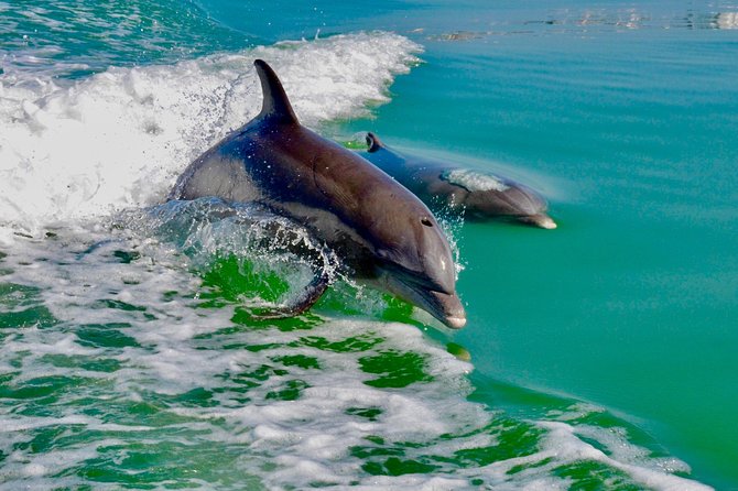 Dolphin and Shelling Cruise for up to 12 people - Is $109 a fair price?