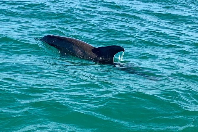 Dolphin Cruise in Destin FL - Why sunset departures deserve a closer look