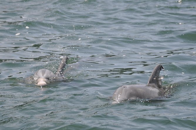 Dolphin-Watching Speedboat Cruise in Destin Harbor - A small boat with a big dose of speed