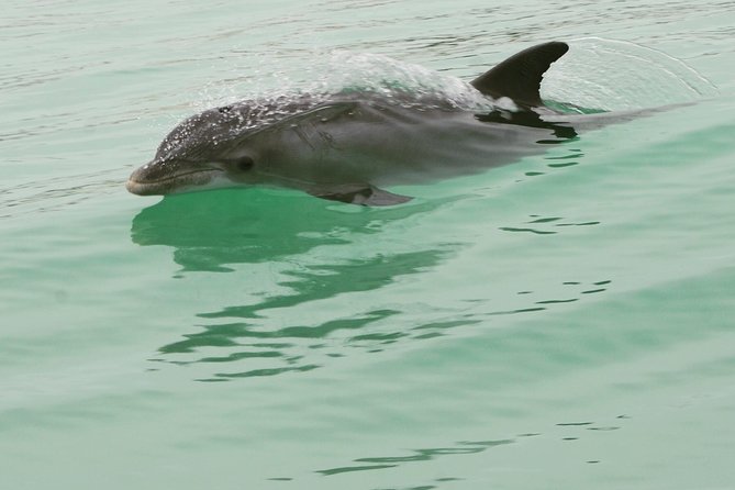 Dolphin-Watching Speedboat Cruise in Destin Harbor - What the crew adds to the outing