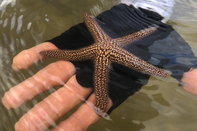 Easy Ride Pedal Kayak Tour Marco Island & Naples (Pedal or Paddle - Entering Marco Island’s mangrove tunnels