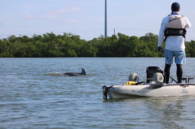 Easy Ride Pedal Kayak Tour Marco Island & Naples (Pedal or Paddle - Wildlife: wonderful when it appears, absent when it does not