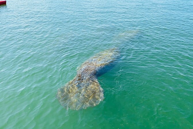 Easy Ride Pedal Kayak Tour Marco Island & Naples (Pedal or Paddle - A relaxed pace with room for fun