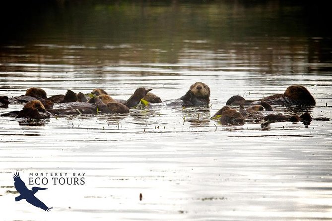 Elkhorn Slough Wildlife Tour - A Quiet Ride on an Electric Catamaran