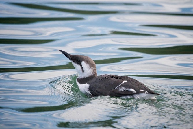 Elkhorn Slough Wildlife Tour - The One-Hour Route Through the Reserve