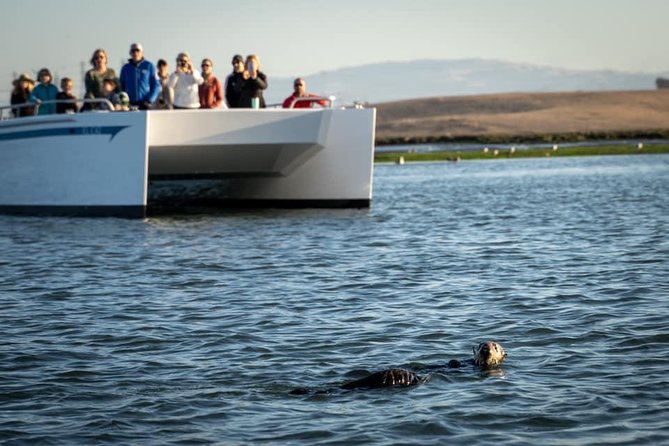 Elkhorn Slough Wildlife Tour - Morning or Afternoon: Which Should You Pick?