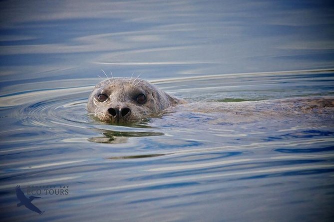 Elkhorn Slough Wildlife Tour - Searching for Otters, Seals, and Sea Lions