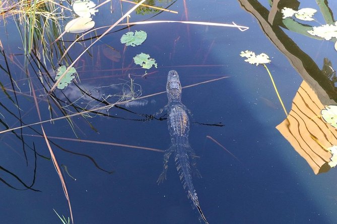 Everglades Airboat Safari Adventure with Transportation - What this Miami Everglades trip really includes
