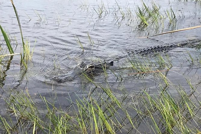 Everglades Airboat Safari Adventure with Transportation - Wildlife, exhibits, and the alligator show