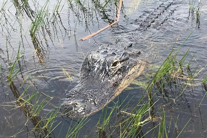 Everglades Airboat Safari Adventure with Transportation - Weather and what to wear