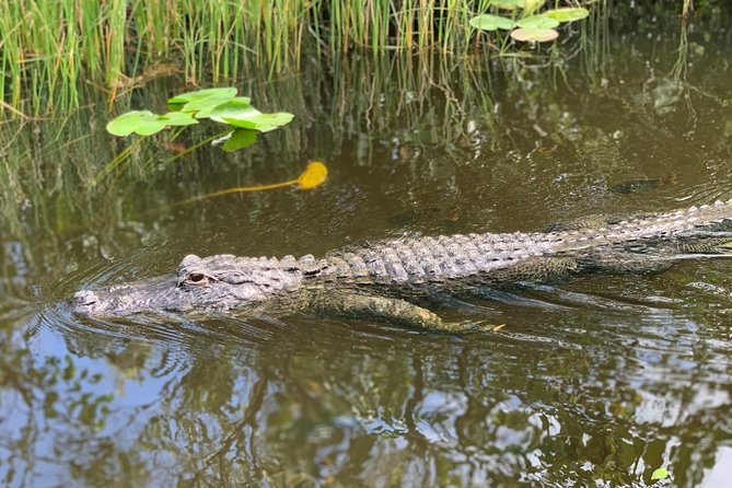 Everglades Airboat, Wildlife Show, and Roundtrip Bus From Miami - The alligator and wildlife show