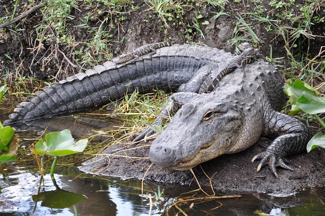 Everglades Airboat, Wildlife Show, and Roundtrip Bus From Miami - Arriving at Everglades Holiday Park
