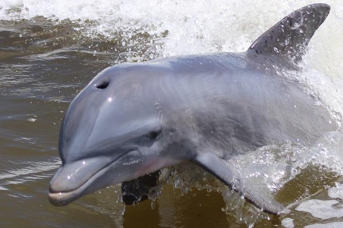 Everglades Day Safari from Ft Lauderdale - Why this Everglades tour covers more ground