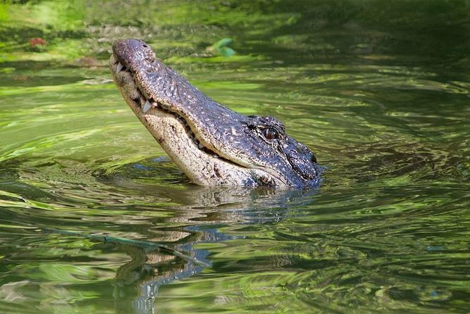 Everglades Day Safari from Ft Lauderdale - Smallwood Store explains the people behind the swamp