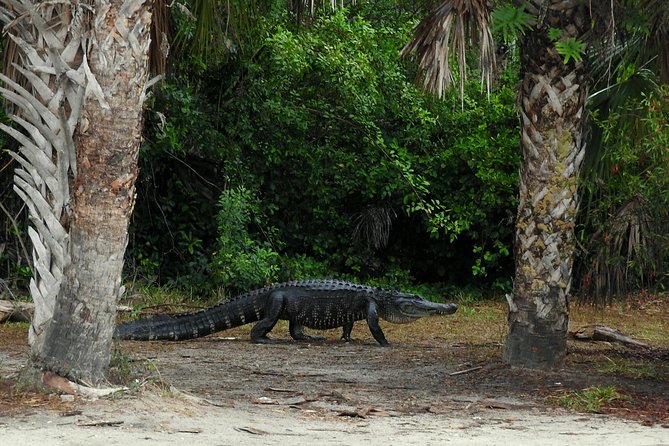 Everglades Day Safari from Ft Lauderdale - The Ten Thousand Islands cruise is the calm finale