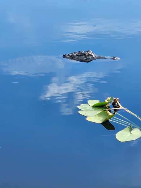 Everglades Eco Airboat Small-Group Tour & 2 Private Islands - Key points to know before booking