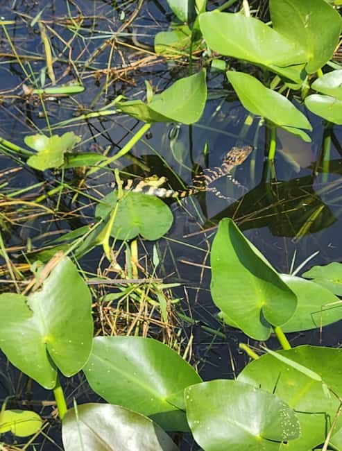 Everglades Eco Airboat Small-Group Tour & 2 Private Islands - Two private islands with Miccosukee connections