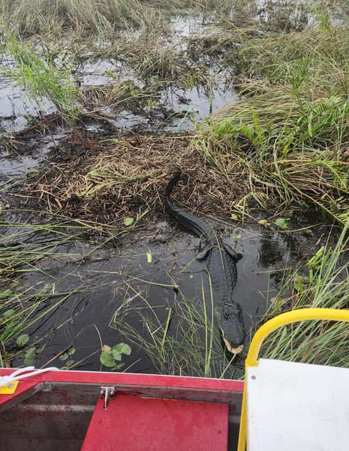 Everglades Eco Airboat Small-Group Tour & 2 Private Islands - The reservation store and short village visit