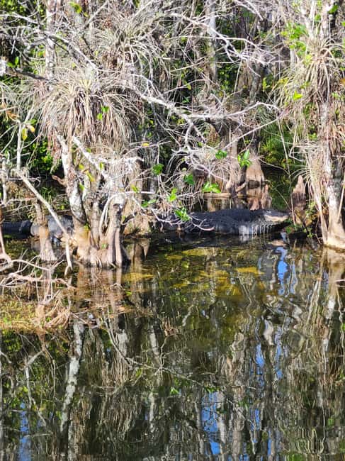 Everglades Eco Airboat Small-Group Tour & 2 Private Islands - What to bring and what to expect on the boat