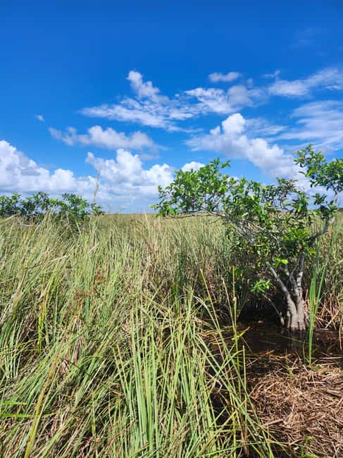 Everglades Eco Airboat Small-Group Tour & 2 Private Islands - From Miami hotels to the River of Grass