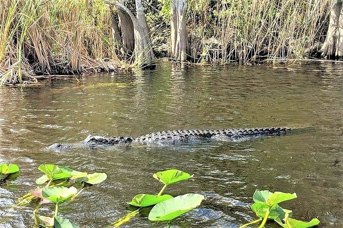 Everglades Holiday Park Airboat Tours & Rides - The Gator Boys show and animal displays