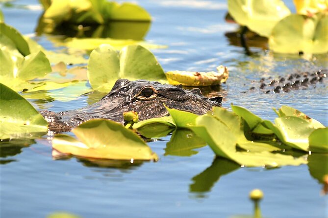 Everglades Holiday Park Airboat Tours & Rides - Is $47.46 a fair price?
