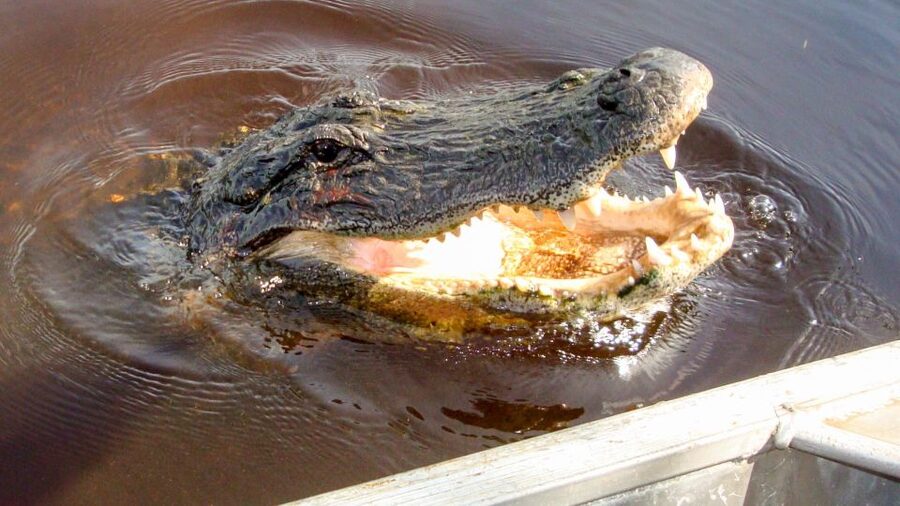 Everglades: Mangrove Maze Airboat Tour and Boardwalk - The airboat ride through the mangrove maze