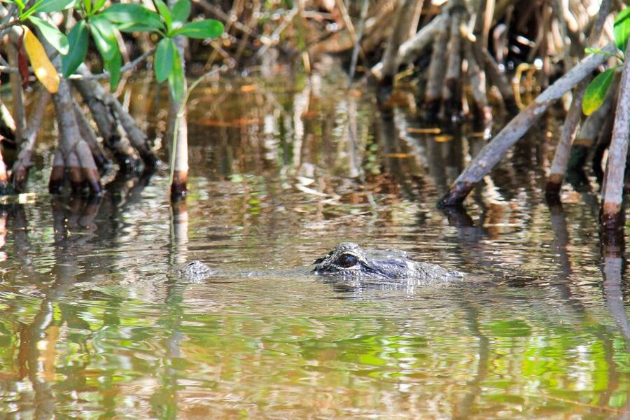 Everglades: Mangrove Maze Airboat Tour and Boardwalk - What to bring and how to prepare